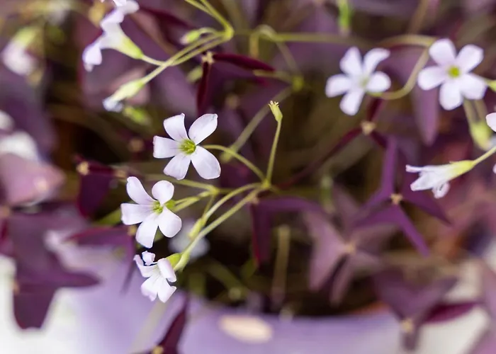 Bliem, פינקנברג